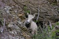 Rocky Mountain Bighorn Sheep ewe Royalty Free Stock Photo